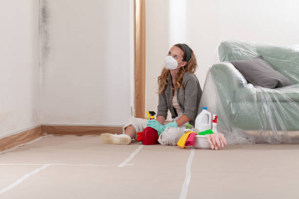 Reliable Black Mold Removal contractor in Erie, CO by WQB Mold Removal