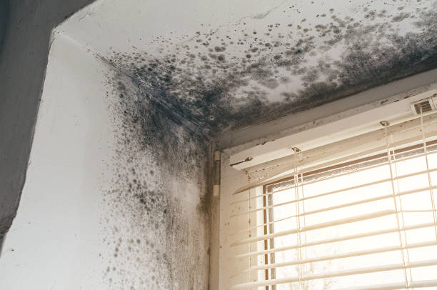Affordable Black Mold Removal solutions in Erie, CO