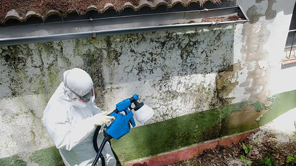 Top rated local Black Mold Removal specialists in Erie, CO